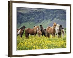 Icelandic Horses VII-PHBurchett-Framed Photographic Print