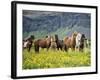 Icelandic Horses VII-PHBurchett-Framed Photographic Print