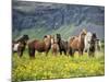 Icelandic Horses VII-PHBurchett-Mounted Photographic Print