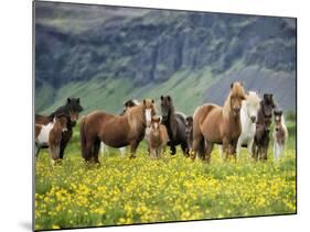 Icelandic Horses VII-PHBurchett-Mounted Photographic Print