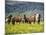 Icelandic Horses VII-PHBurchett-Mounted Photographic Print