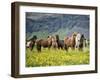 Icelandic Horses VII-PHBurchett-Framed Premium Photographic Print