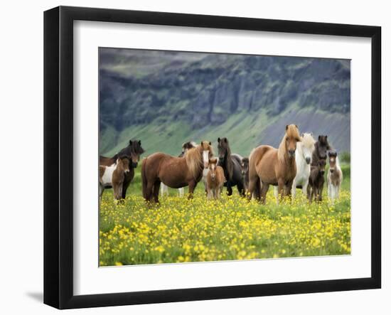 Icelandic Horses VII-PHBurchett-Framed Premium Photographic Print