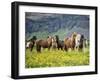 Icelandic Horses VII-PHBurchett-Framed Premium Photographic Print