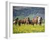 Icelandic Horses VII-PHBurchett-Framed Premium Photographic Print