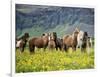 Icelandic Horses VII-PHBurchett-Framed Photographic Print