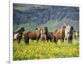 Icelandic Horses VII-PHBurchett-Framed Photographic Print