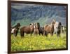 Icelandic Horses VII-PHBurchett-Framed Photographic Print