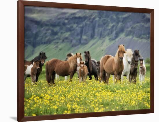 Icelandic Horses VII-PHBurchett-Framed Photographic Print