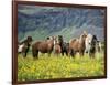 Icelandic Horses VII-PHBurchett-Framed Photographic Print