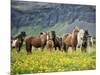Icelandic Horses VII-PHBurchett-Mounted Photographic Print