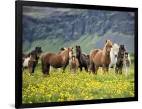 Icelandic Horses VII-PHBurchett-Framed Photographic Print