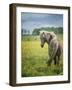 Icelandic Horses VIII-PHBurchett-Framed Photographic Print