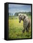 Icelandic Horses VIII-PHBurchett-Framed Stretched Canvas