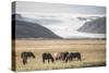 Icelandic Horses with a Glacier Running Down from the Vatnajokull Ice Cap Behind, Polar Regions-Matthew Williams-Ellis-Stretched Canvas