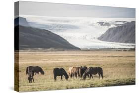 Icelandic Horses with a Glacier Running Down from the Vatnajokull Ice Cap Behind, Polar Regions-Matthew Williams-Ellis-Stretched Canvas