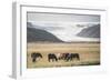 Icelandic Horses with a Glacier Running Down from the Vatnajokull Ice Cap Behind, Polar Regions-Matthew Williams-Ellis-Framed Photographic Print