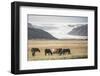 Icelandic Horses with a Glacier Running Down from the Vatnajokull Ice Cap Behind, Polar Regions-Matthew Williams-Ellis-Framed Photographic Print