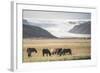 Icelandic Horses with a Glacier Running Down from the Vatnajokull Ice Cap Behind, Polar Regions-Matthew Williams-Ellis-Framed Photographic Print