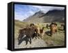 Icelandic Horses With Volcanic Mountains in the Distance, South Iceland, Iceland, Polar Regions-Lee Frost-Framed Stretched Canvas