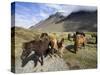 Icelandic Horses With Volcanic Mountains in the Distance, South Iceland, Iceland, Polar Regions-Lee Frost-Stretched Canvas