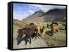 Icelandic Horses With Volcanic Mountains in the Distance, South Iceland, Iceland, Polar Regions-Lee Frost-Framed Stretched Canvas