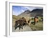 Icelandic Horses With Volcanic Mountains in the Distance, South Iceland, Iceland, Polar Regions-Lee Frost-Framed Photographic Print