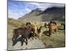 Icelandic Horses With Volcanic Mountains in the Distance, South Iceland, Iceland, Polar Regions-Lee Frost-Mounted Photographic Print