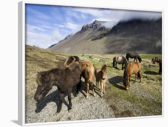 Icelandic Horses With Volcanic Mountains in the Distance, South Iceland, Iceland, Polar Regions-Lee Frost-Framed Photographic Print