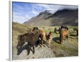 Icelandic Horses With Volcanic Mountains in the Distance, South Iceland, Iceland, Polar Regions-Lee Frost-Framed Photographic Print