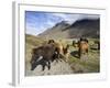 Icelandic Horses With Volcanic Mountains in the Distance, South Iceland, Iceland, Polar Regions-Lee Frost-Framed Photographic Print