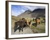 Icelandic Horses With Volcanic Mountains in the Distance, South Iceland, Iceland, Polar Regions-Lee Frost-Framed Photographic Print