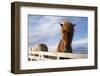 Icelandic Horses-Paul Souders-Framed Photographic Print