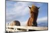 Icelandic Horses-Paul Souders-Mounted Photographic Print