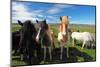 Icelandic Horses.-TTstudio-Mounted Photographic Print