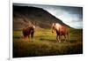 Icelandic horses-Philippe Sainte-Laudy-Framed Photographic Print