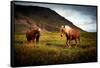 Icelandic horses-Philippe Sainte-Laudy-Framed Stretched Canvas