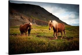 Icelandic horses-Philippe Sainte-Laudy-Stretched Canvas