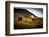 Icelandic horses-Philippe Sainte-Laudy-Framed Photographic Print