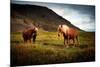 Icelandic horses-Philippe Sainte-Laudy-Mounted Photographic Print