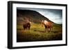 Icelandic horses-Philippe Sainte-Laudy-Framed Photographic Print