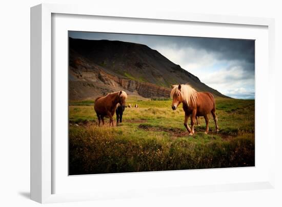 Icelandic horses-Philippe Sainte-Laudy-Framed Photographic Print