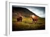 Icelandic horses-Philippe Sainte-Laudy-Framed Photographic Print