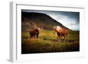 Icelandic horses-Philippe Sainte-Laudy-Framed Photographic Print