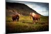 Icelandic horses-Philippe Sainte-Laudy-Mounted Photographic Print