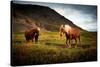 Icelandic horses-Philippe Sainte-Laudy-Stretched Canvas