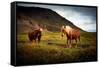 Icelandic horses-Philippe Sainte-Laudy-Framed Stretched Canvas