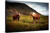 Icelandic horses-Philippe Sainte-Laudy-Stretched Canvas