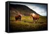 Icelandic horses-Philippe Sainte-Laudy-Framed Stretched Canvas