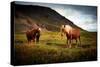 Icelandic horses-Philippe Sainte-Laudy-Stretched Canvas